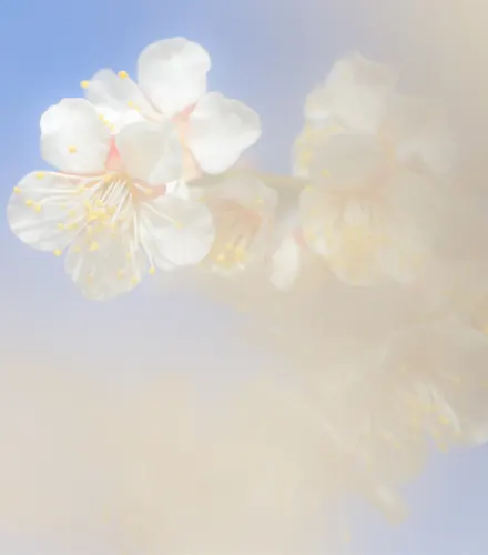 Scented Letter #4