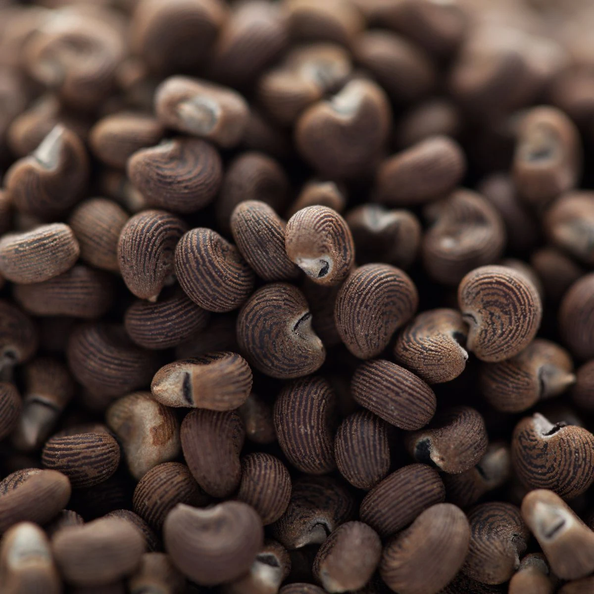Asalet ve Güç: Boadicea the Victorious – görsel 4
