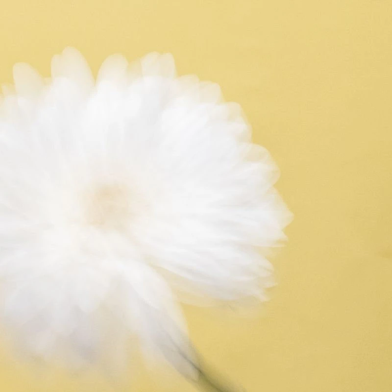 #1 FLORAL DÜŞLER