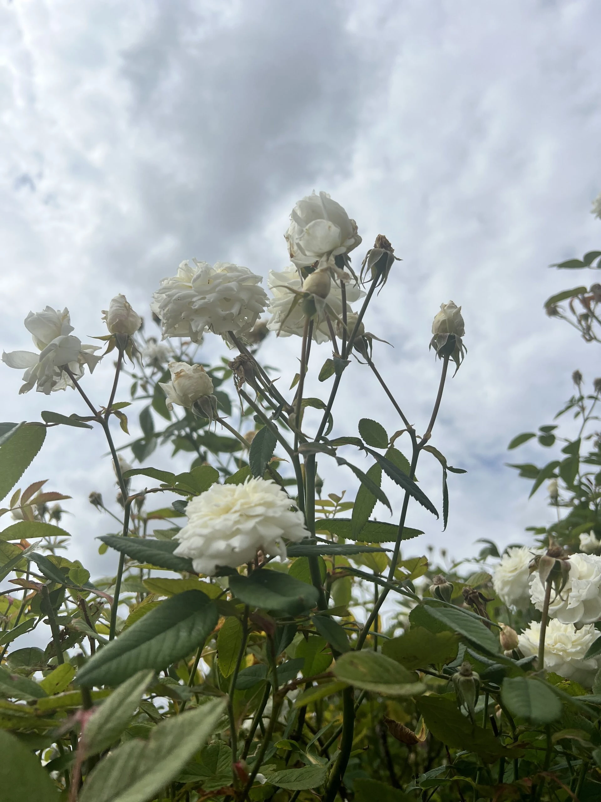 Kew Gardens İzlenimlerim – görsel 2