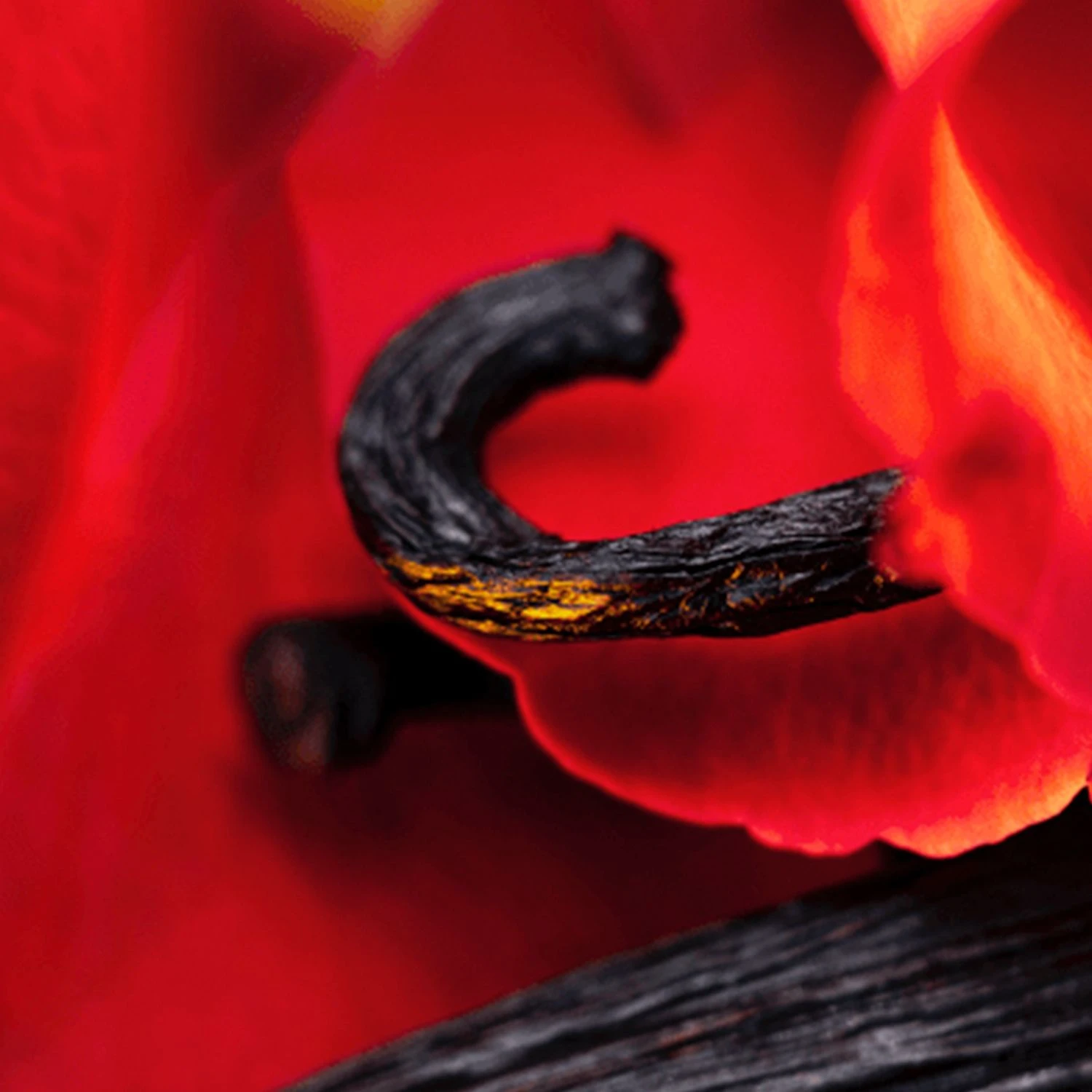 Maison Crivelli Hibiscus Mahajad Extrait de Parfum şişesi