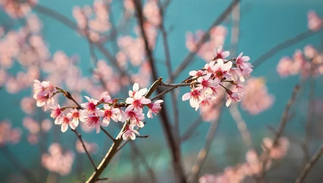 Türkiye'de Japonya Esintileri