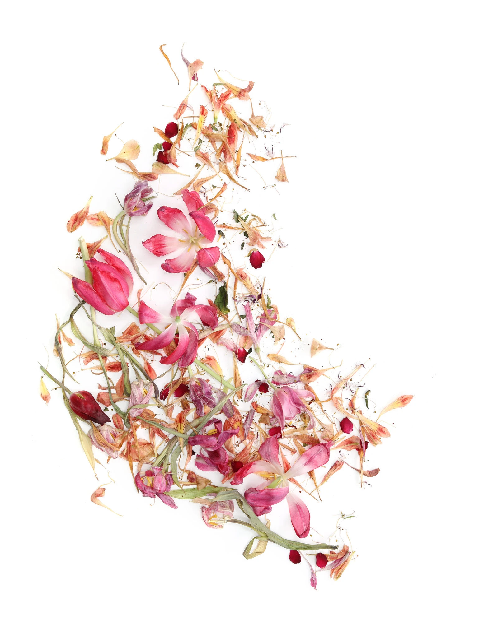 #6 BLOOM ON THE MOVE – görsel 1